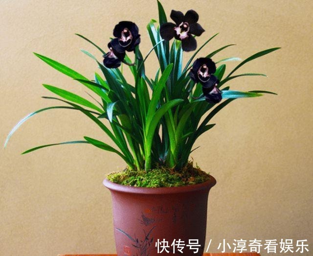 成活率|九月栽种兰花，送你几招，成活率高