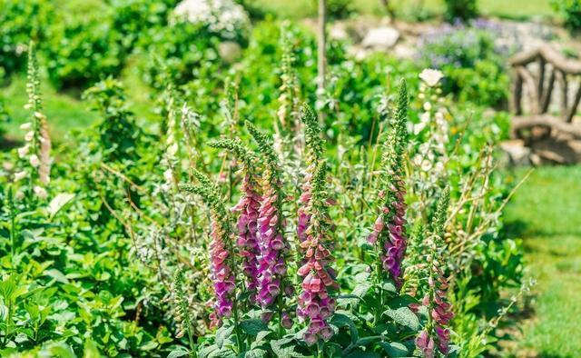 月季花|夏季养花的3个误区,来了解一下,别夏季还没结束,就剩下空盆了