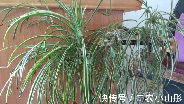 修剪|吊兰怎么养才能更旺盛