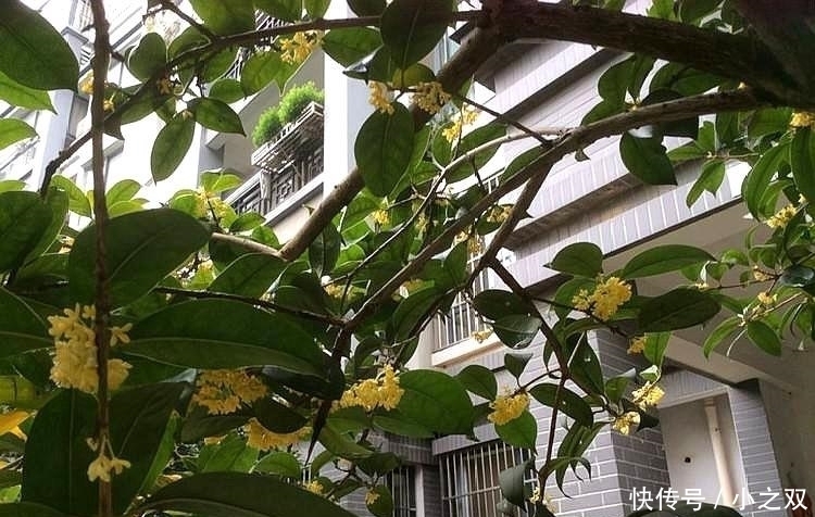 门前要种“镇宅树”,“6种树”正合适,枝繁叶茂,年年开花结果