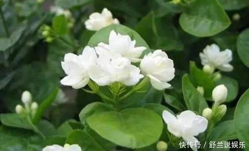 茉莉用缓释肥远水解不了近渴!此2种水10天浇一次,嗖嗖长花苞