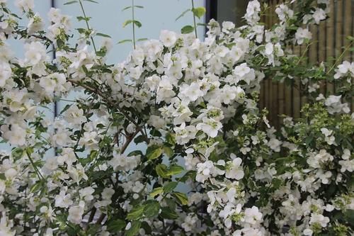 早春灿烂迷人的花树，路上开满一树的花你认得哪一种