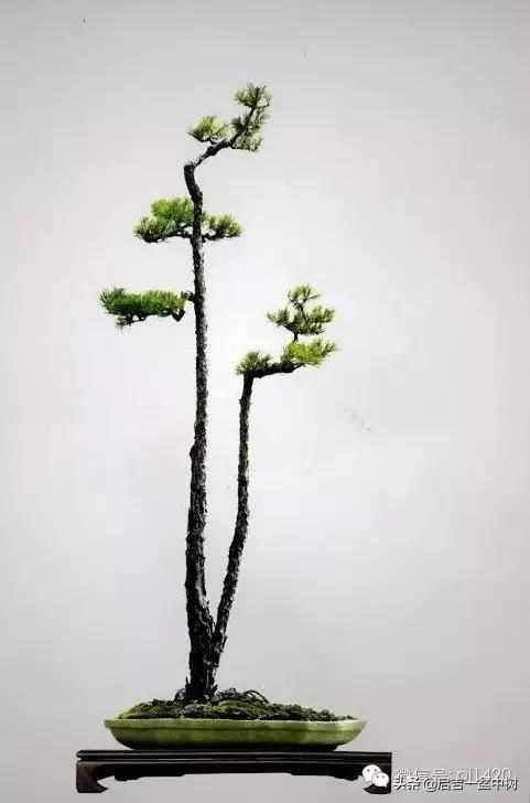 一粗一细|盆景双杆,一高一矮、一粗一细,苍龙教子之势