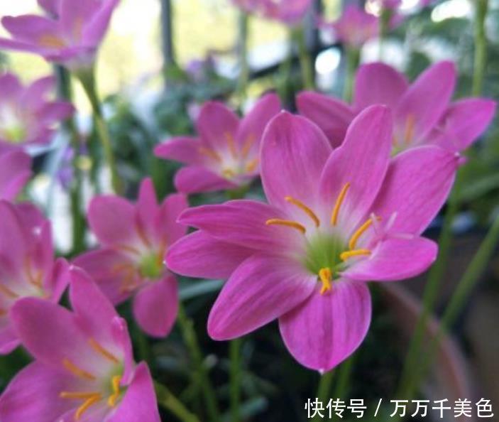 4种花好养又漂亮,楚楚动人,繁花似锦,花美心情好!