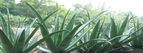 人养花,花养人,在家里养以下四盆植物,对家人身体也好