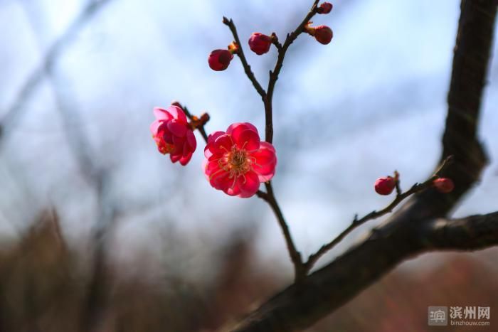 老年|邹平韩店：初春景色美如画