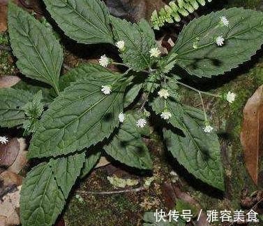 感冒|下田菊,见过吗可用于感冒高热,咽喉炎,扁桃体炎,黄疸型肝炎