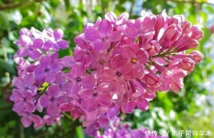 超好养的“4种花”,越不浇水越爆盆,名字好听花更美