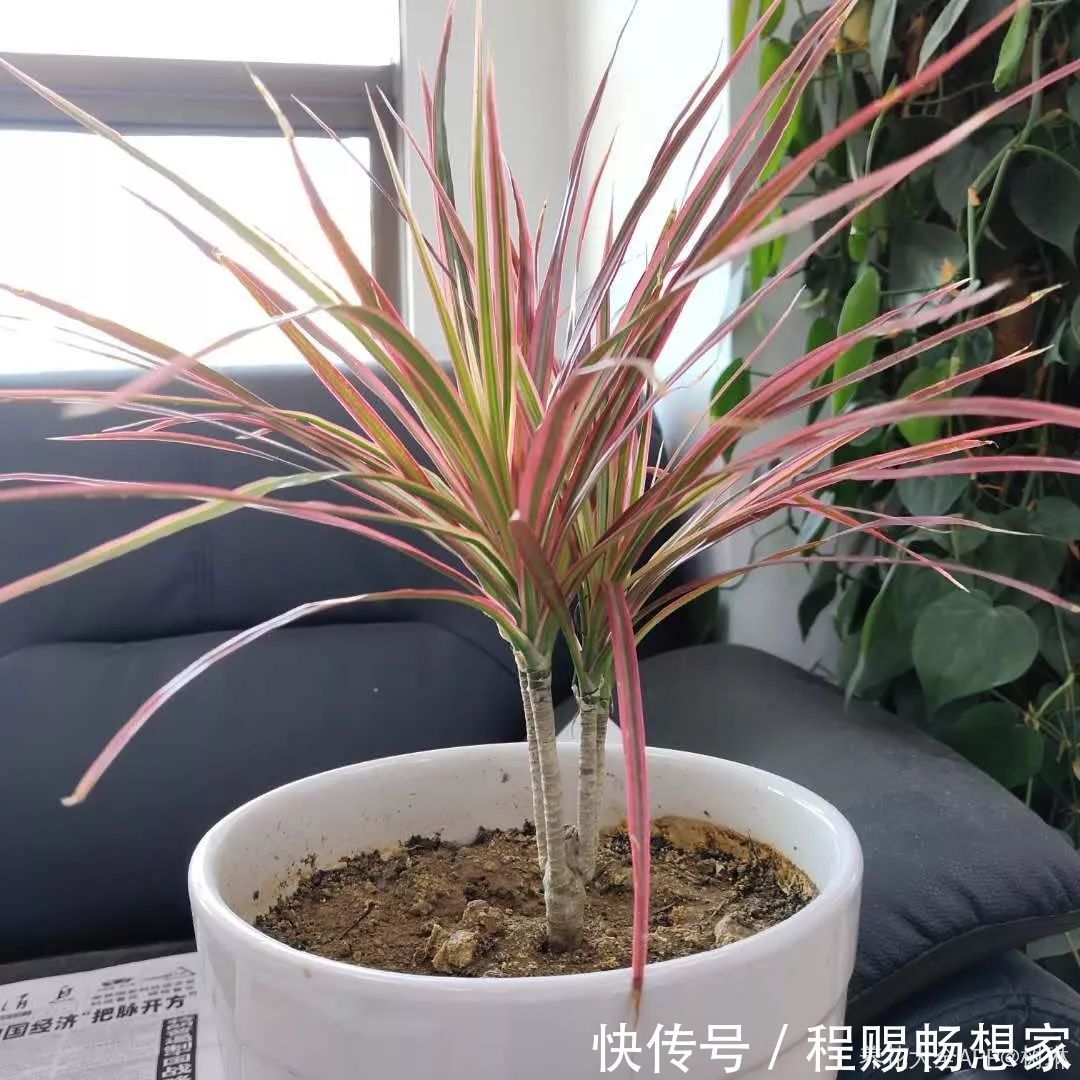 养花6种“丑八怪”，放在家里能镇宅，养的越久越气派