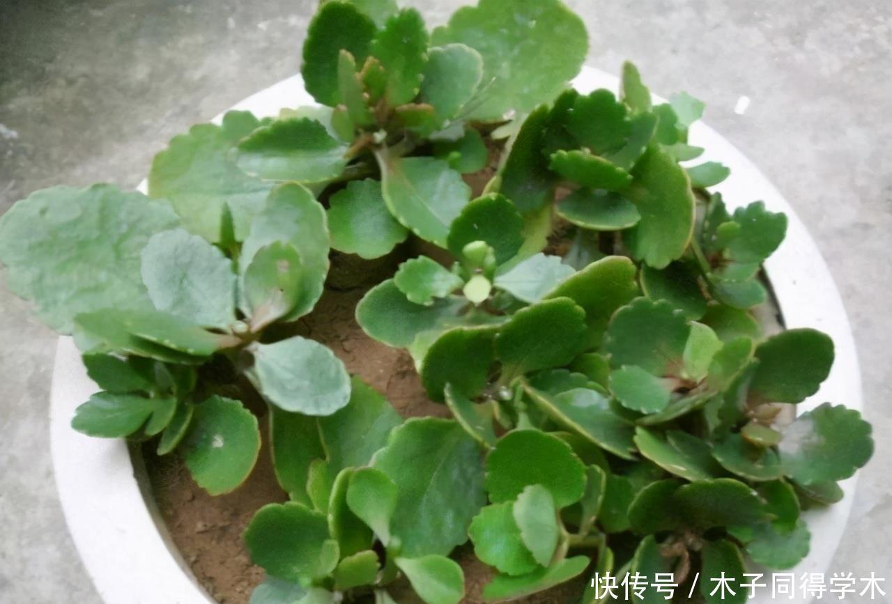 长寿花老不活?5个要点做到,“百分百”成活,长满一阳台花骨朵