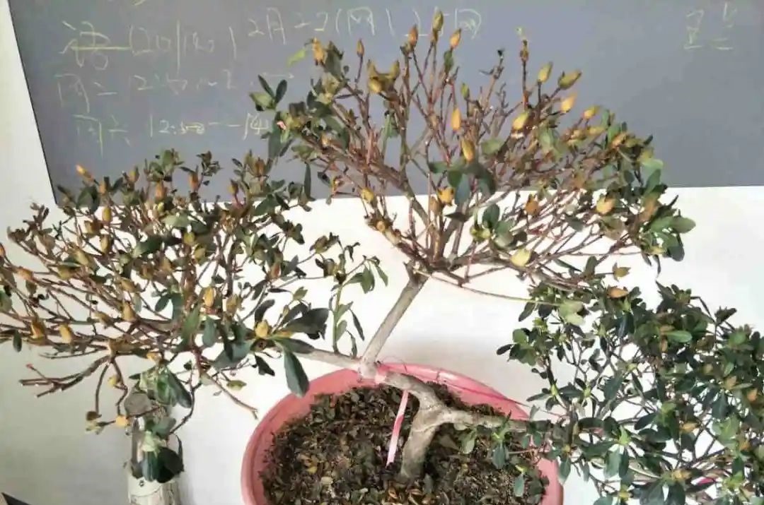 花养成光杆司令,别扔了、还有救,3天起死回生!