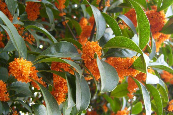 教你养桂花树的方法 5个步骤做得好 枝丫茂盛 花香几公里 快资讯 教你养桂花树的方法 5个步骤做得好 枝丫茂盛 花香几公里 快资讯