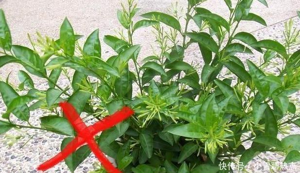 养花别乱养，5种花‘镇宅旺财‘