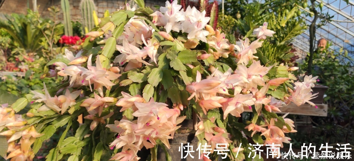 叶片|养蟹爪兰摆放“有讲究”，放到3个位置，花量小，容易落花！