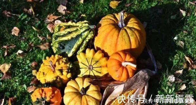 老爸在地头捡到它，做成小饼，又甜又软，家人吃上瘾，一锅不够吃