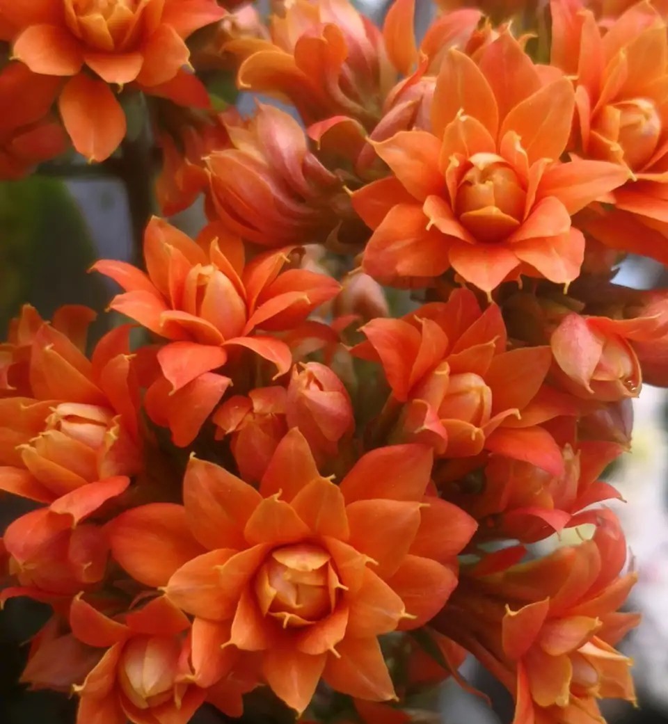 花色|75个长寿花品种,一个比一个美,一起来认识一下吧!