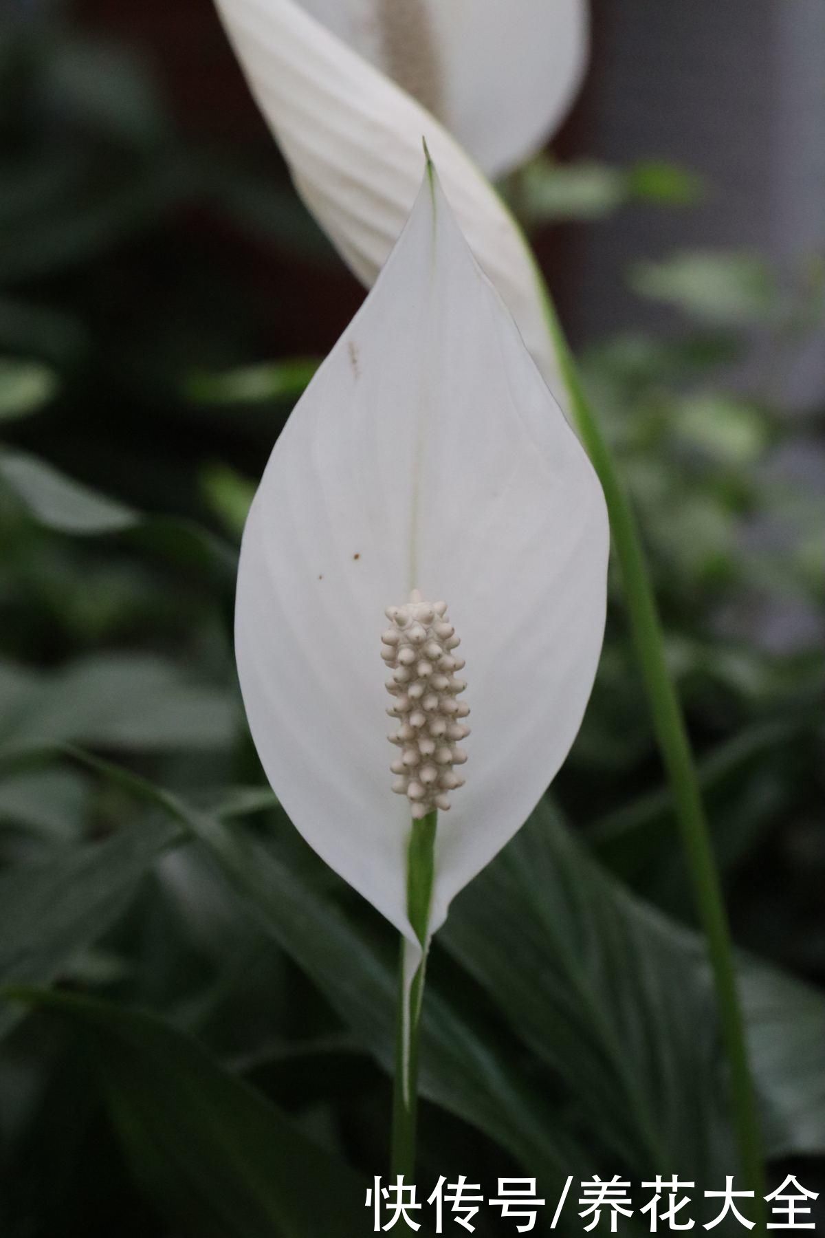 选耐阴花看看这5样，养家里寓意好，阴暗处也照样开花