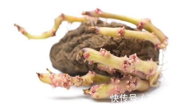 土豆|提醒:4种食物发芽后,不仅没“毒”,营养反而倍增,别再浪费了