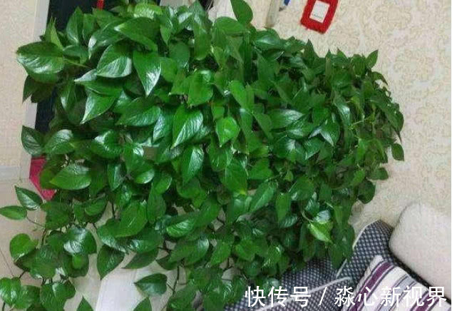 君子兰|养绿萝、君子兰，学会1招，叶片油绿，新芽噌噌冒，花开多又艳！