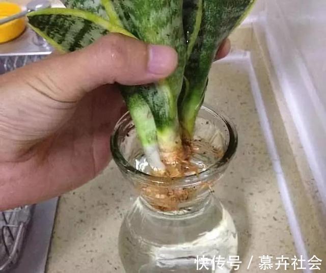 支撑架|3种花养不好“别放弃”,直接扔水里,10天就生根,比绿萝还好养