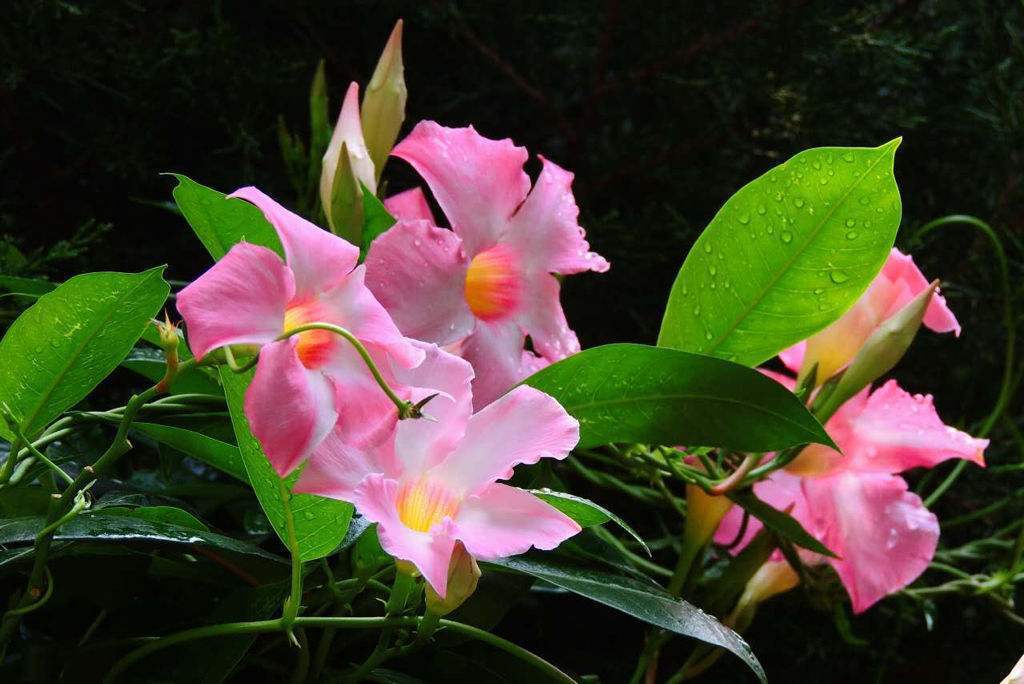 夏天必养的3种花，热不死晒不伤，三伏天必养，越热开得越灿烂