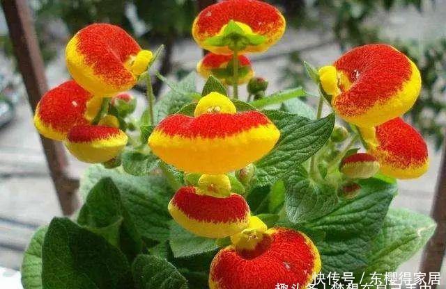 杜鹃花|3种花再喜欢,也别轻易买,虽然很漂亮,但能“养活”的人不多