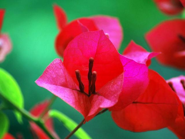 三角梅不难养开花更是赏心悦目,怎么给三角梅浇水,花期花苞更多