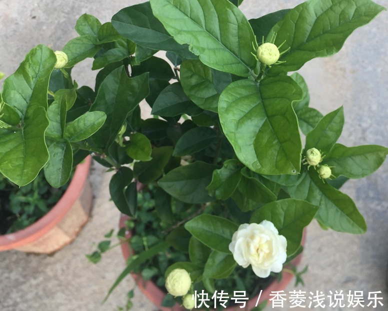 被誉为最香的茉莉虎头，盆栽照顾到位，一年开花3、4次