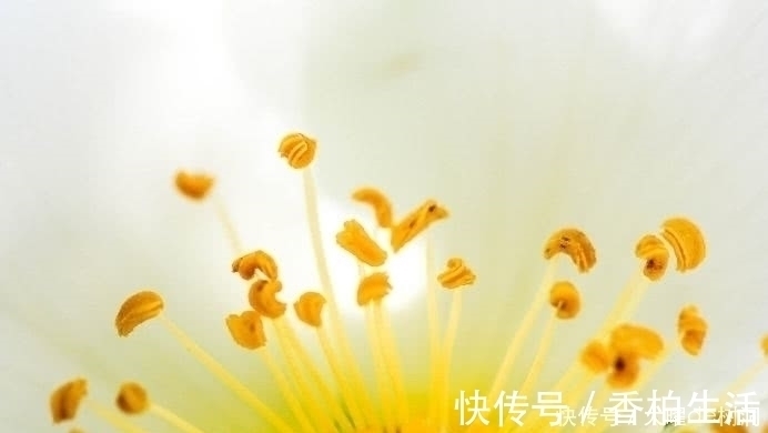 白发|有白头发别急着去染,教你几个食疗方,白头发轻松黑回来