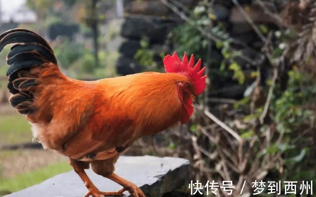 国家级文学奖@老农模仿《咏鹅》写下《咏鸡》,全诗仅18个字,却获国家级文学奖