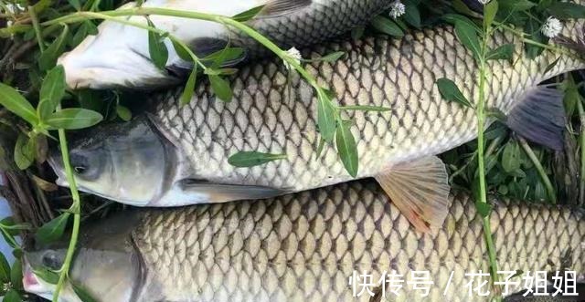 草鱼|初秋一到,我就只想用这草鱼钓法,隔三差五试一次,感觉非常带劲!