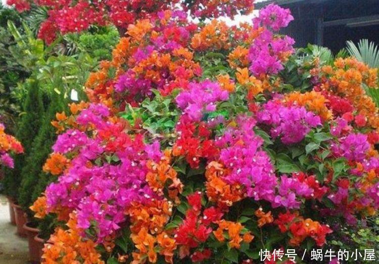 过氧化氮|此花超漂亮,沾土就活,开花又大又艳,花香四溢!