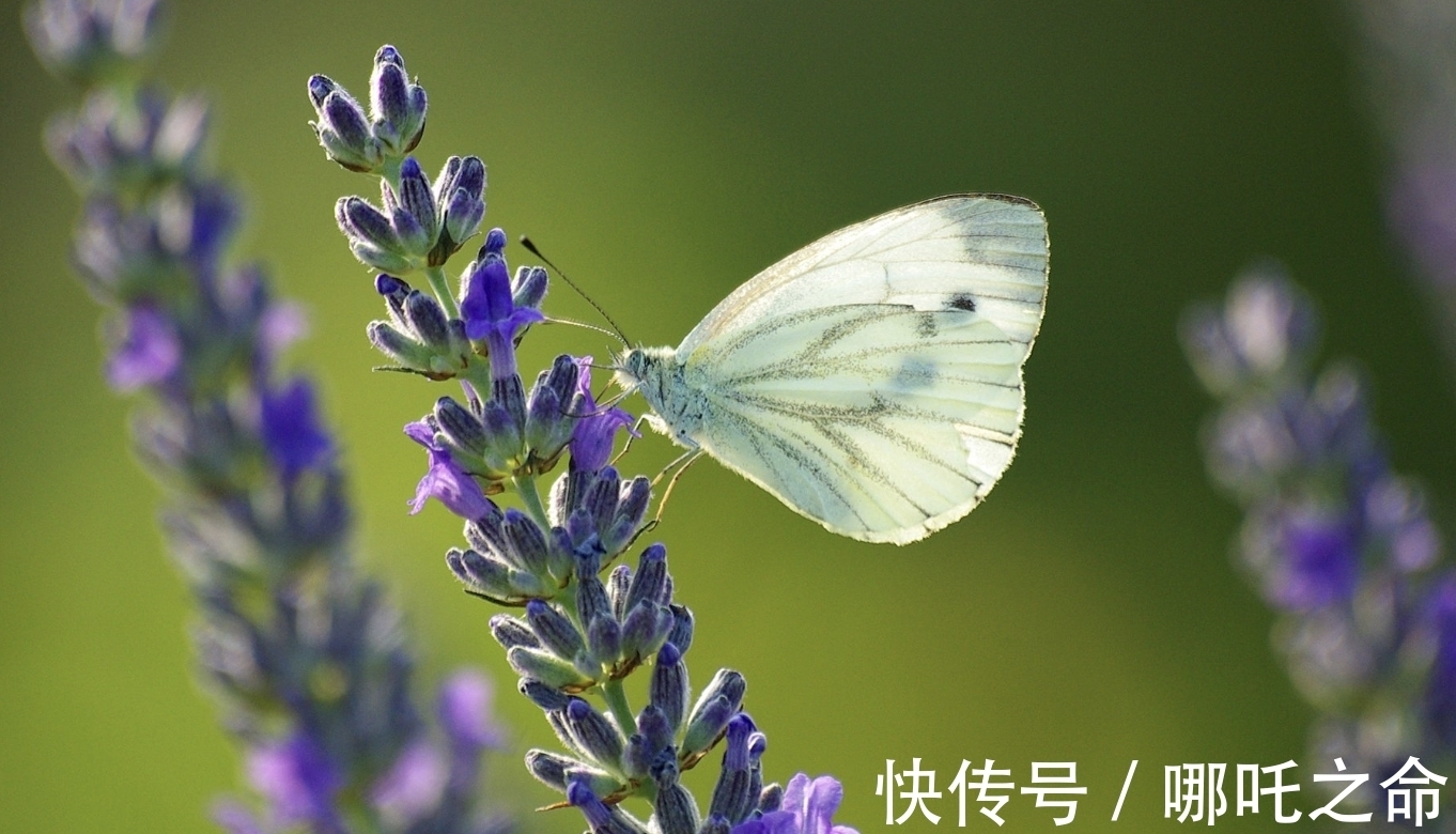 生肖|9月底，时光荏苒，岁月无常，3生肖命中注定，旧爱相逢，破镜重圆