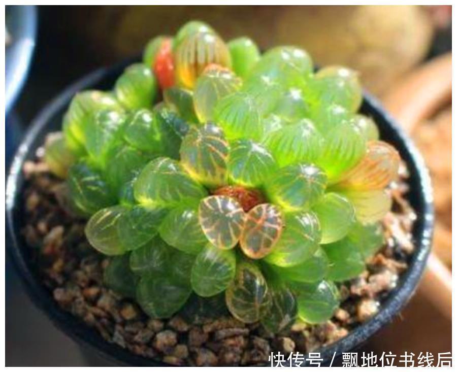 晶莹剔透|玉露晶莹彩珍珠美极了,做好6个点,颗颗饱满晶莹剔透