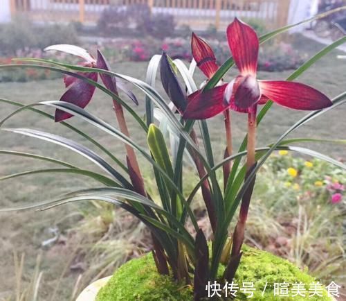艺兰|这三种兰花,花旺人更旺,花红浓香,百看不厌,是冬日养兰首选