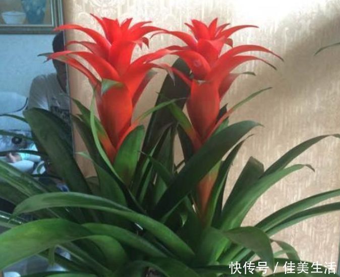 蟹爪兰|最受欢迎的“6种花”,漂亮好养,晒晒太阳就开花,特别好养