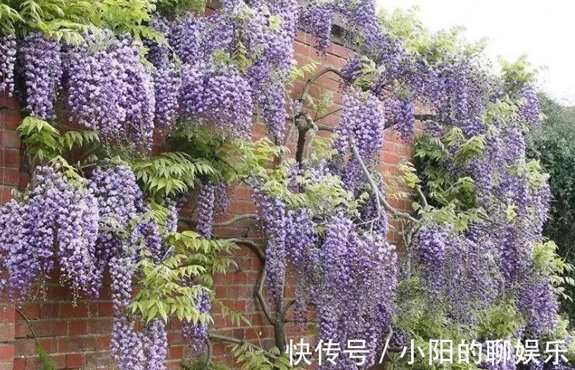 有个院子我只栽4种爬墙花,靠天吃饭就能开满一墙花