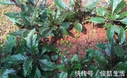 阳荷|奇怪的山野菜,就是去了山里也不一定认出来