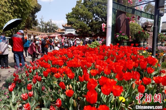 本地游持续升温 云南春节假期接待游客1667万人次