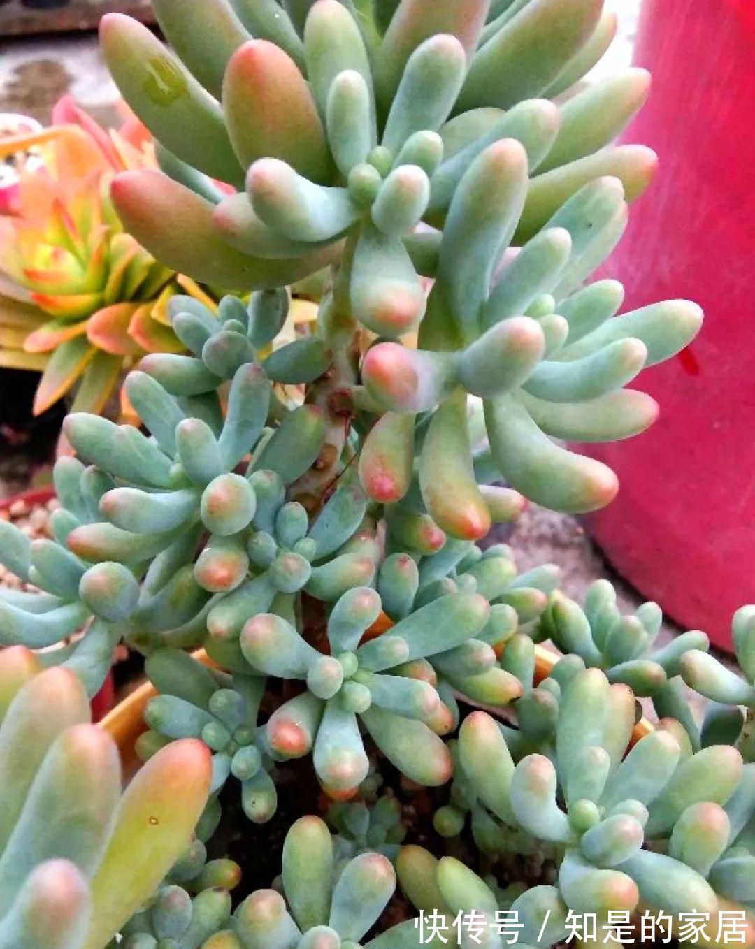 给花赶紧摘叶子,掐光后别浇水,立马又冒10个芽