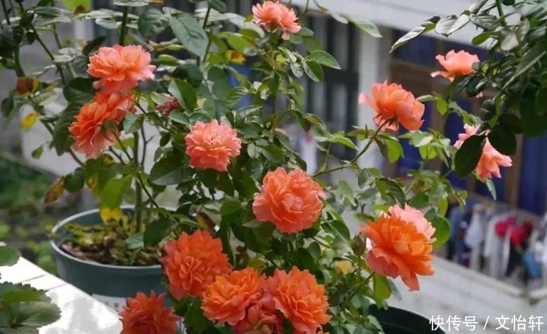 品种|100个月季品种,千姿百态,每个都很漂亮,图名并茂,值得收藏