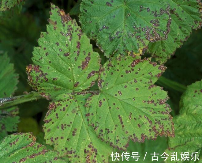 虫害|家里的花草爱生虫生病？盘点养花常用药，不再白花钱