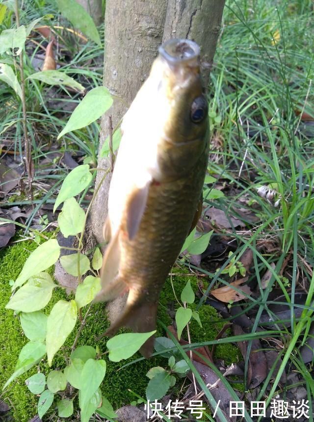 野钓小技巧浮漂做一个小改动,惊鱼几率大降