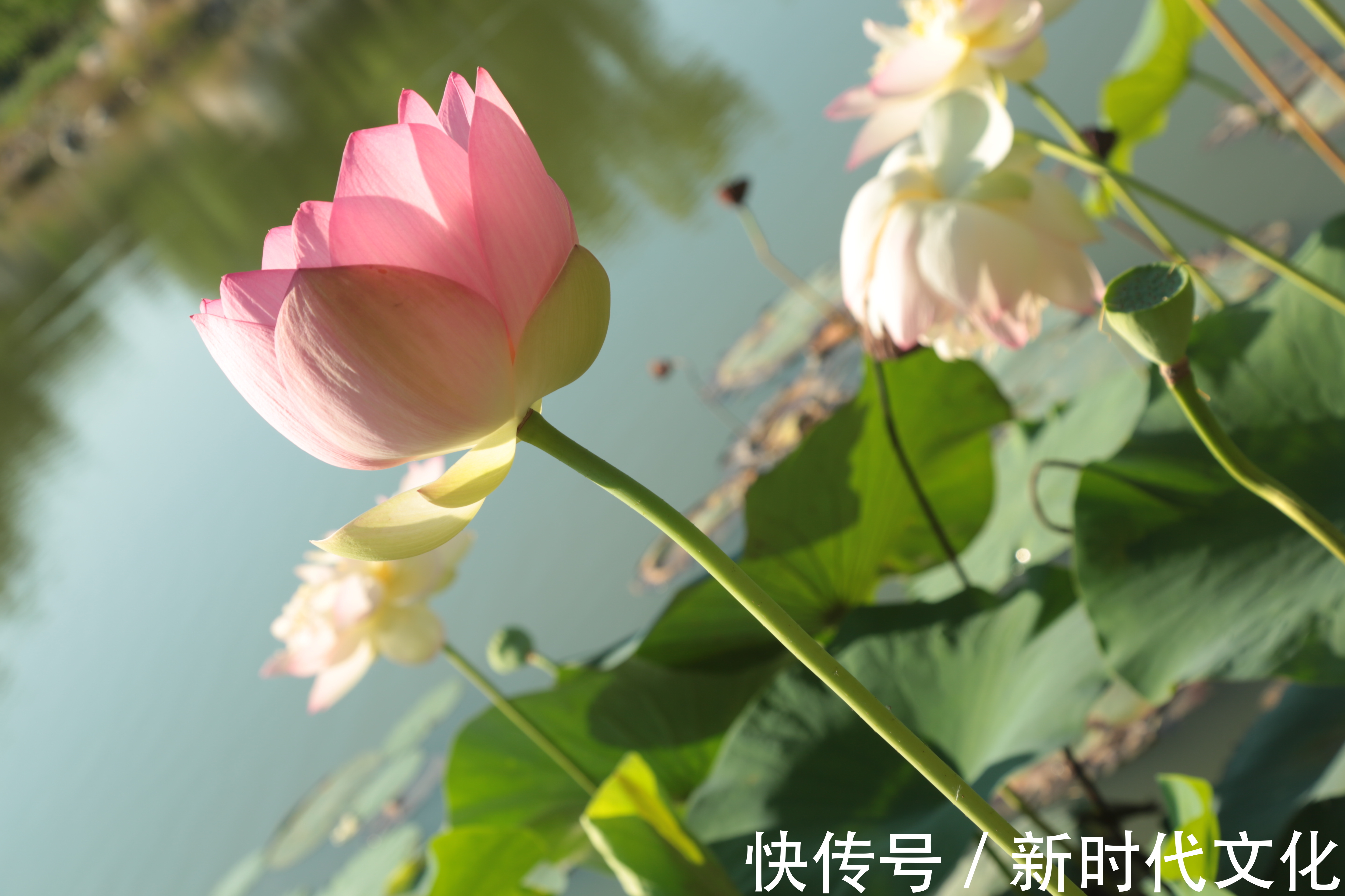 |幽默的背后,是等量的慈悲