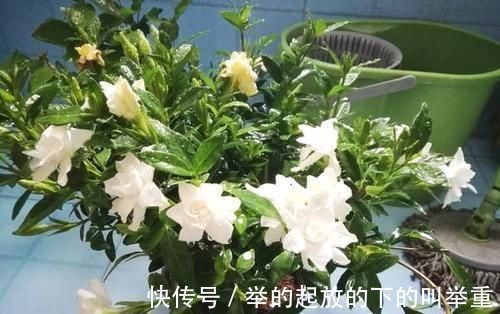 垃圾|大爷种栀子花，从不施肥，一些“垃圾”全扔盆里，最后花开十几朵