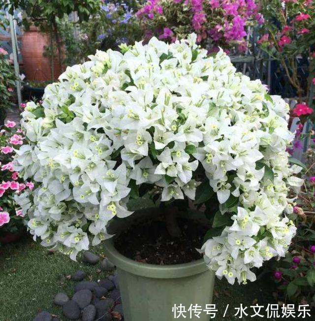 花芽|掌握了三角梅开花的这三大要素,再也不担心只长叶子不开花