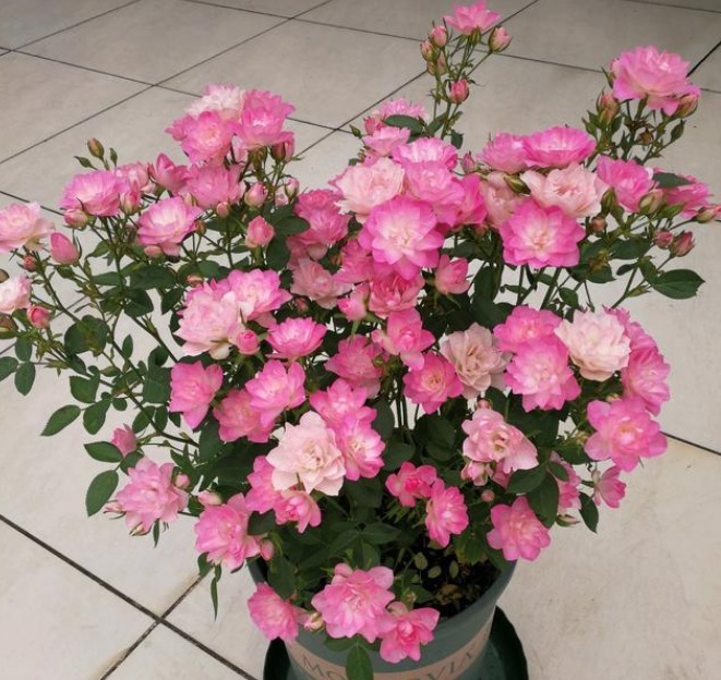 阳台养这几朵花,花开不断,开花漂亮花期长,谁养谁喜欢