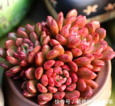 出状态|养了2年的多肉红宝石,一盆全是红艳叶子,人人见了都夸美!