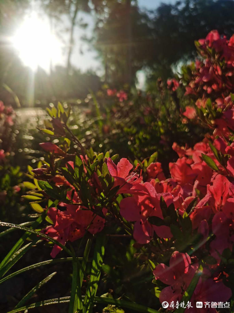 临沂这里遍地芬芳，快来与杜鹃花来一场“夏天之约”吧|花开齐鲁| 临沂