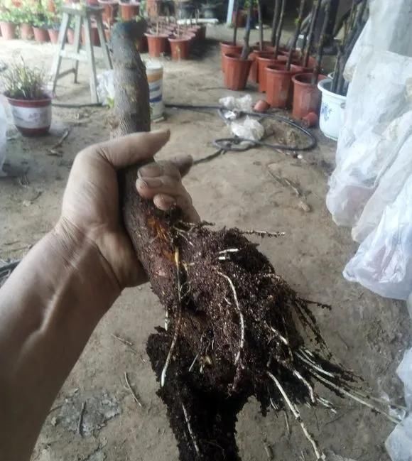 这2种大粗杆插土里,2周能生根,成活后还可以做成盆景造型